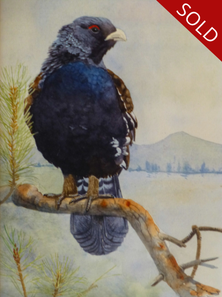 Black Cock