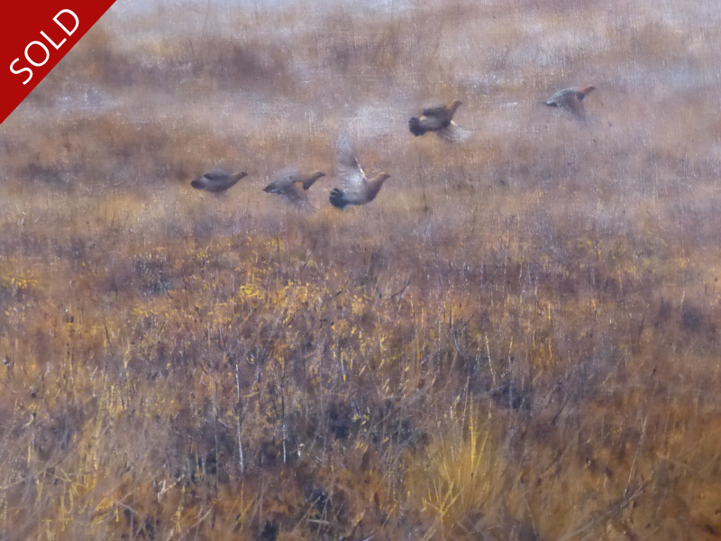 Moorland Grouse