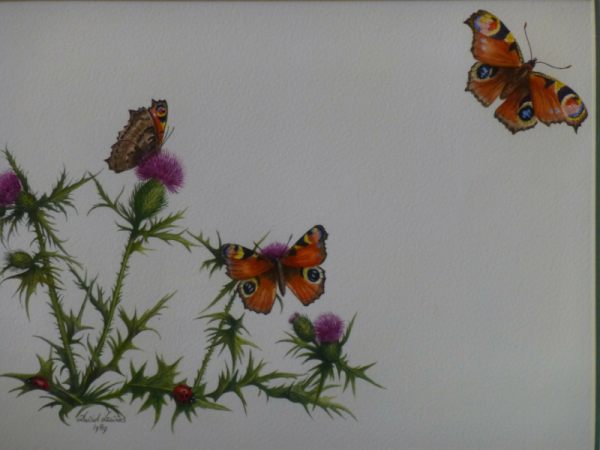 Thistle and Butterflies
