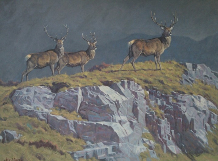 Peter munro Stags