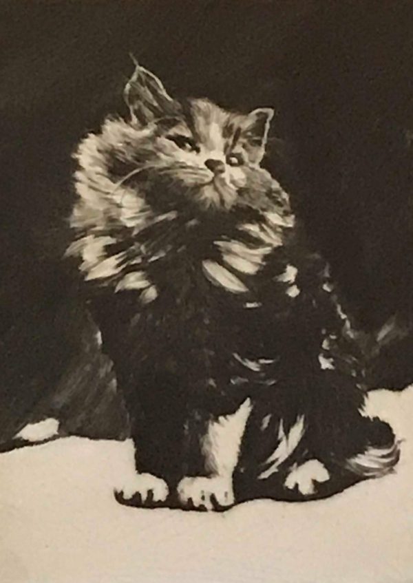 Tom Graham - Persian Cat