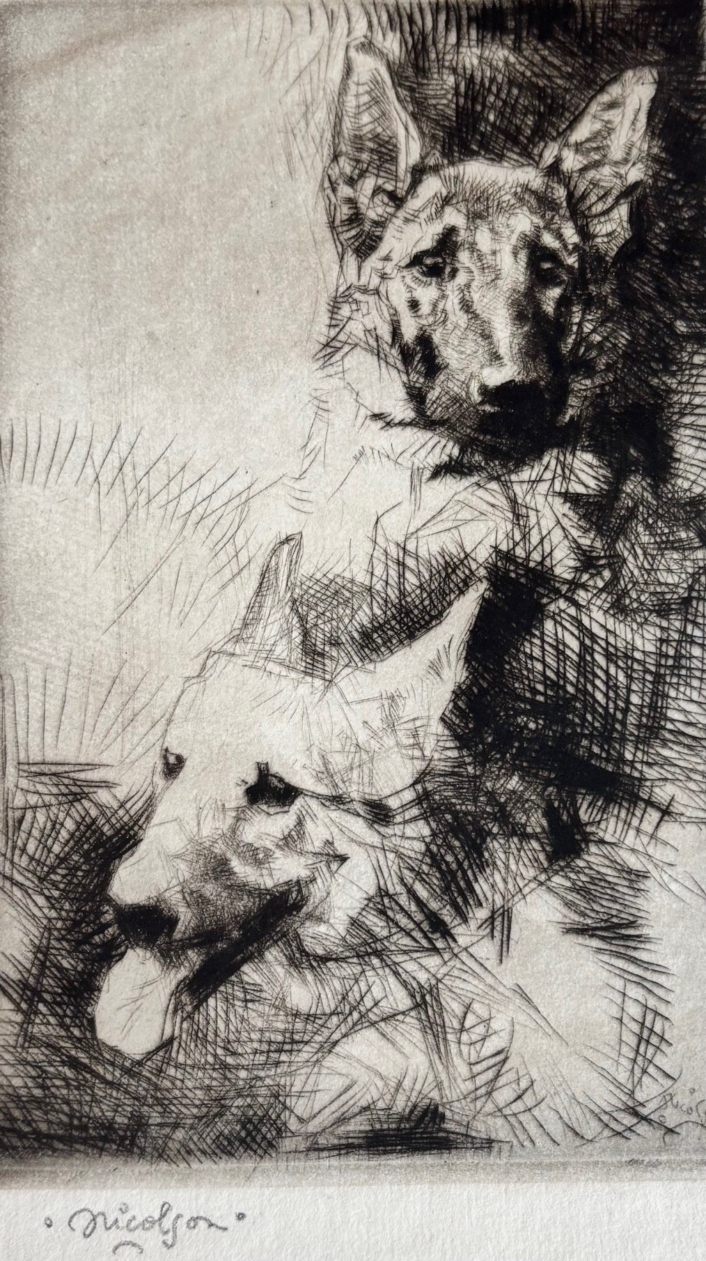 Alsatians- John Nicolson