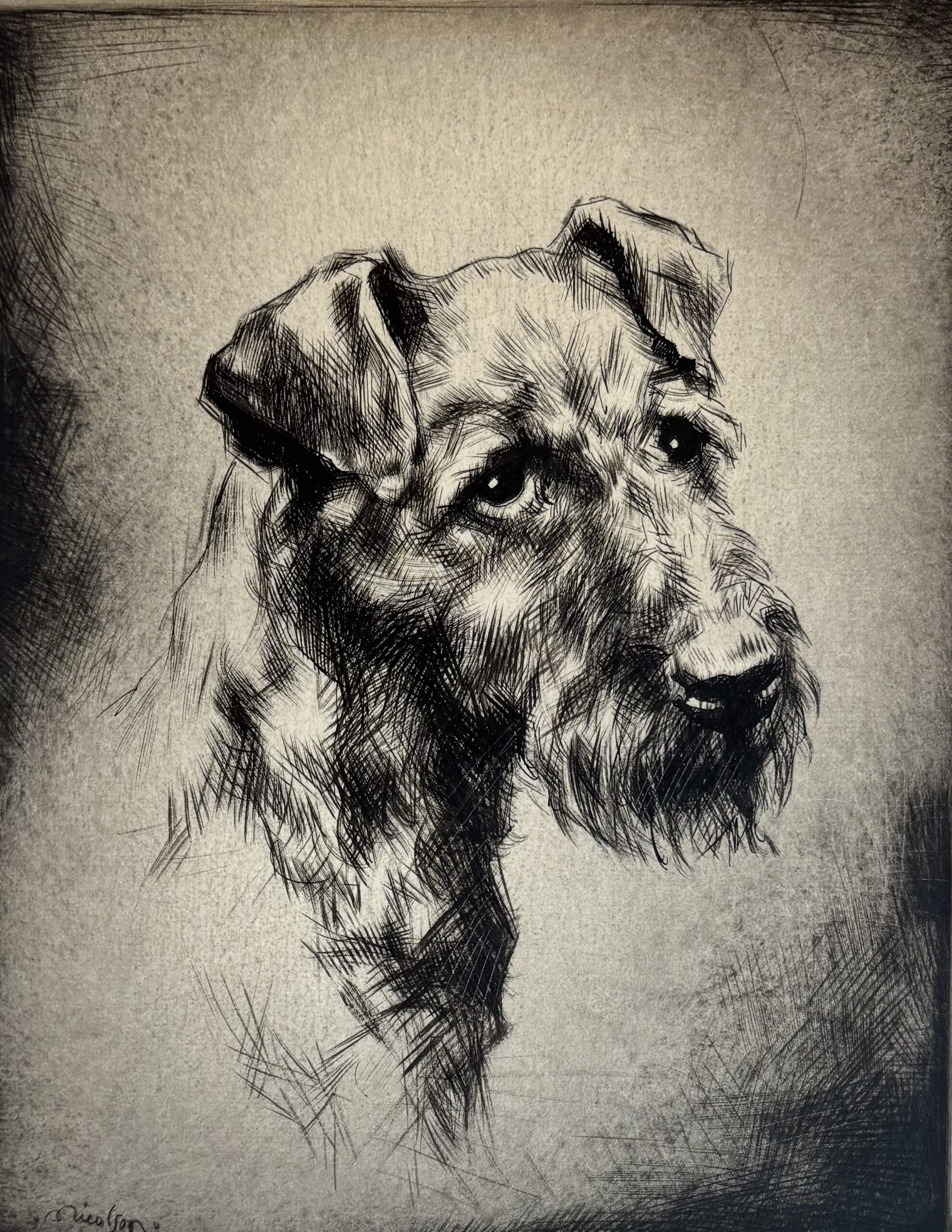 Irish setter