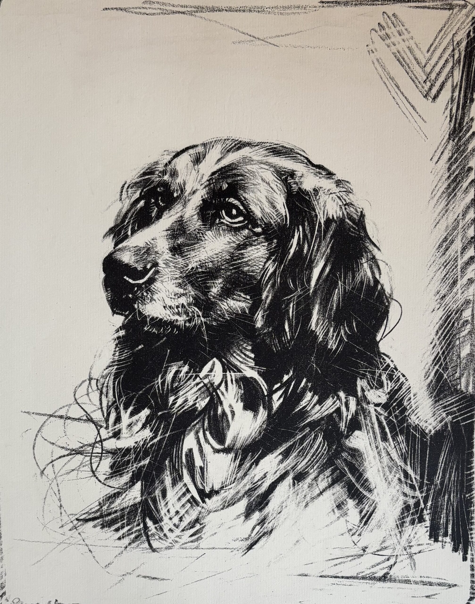 Spaniel