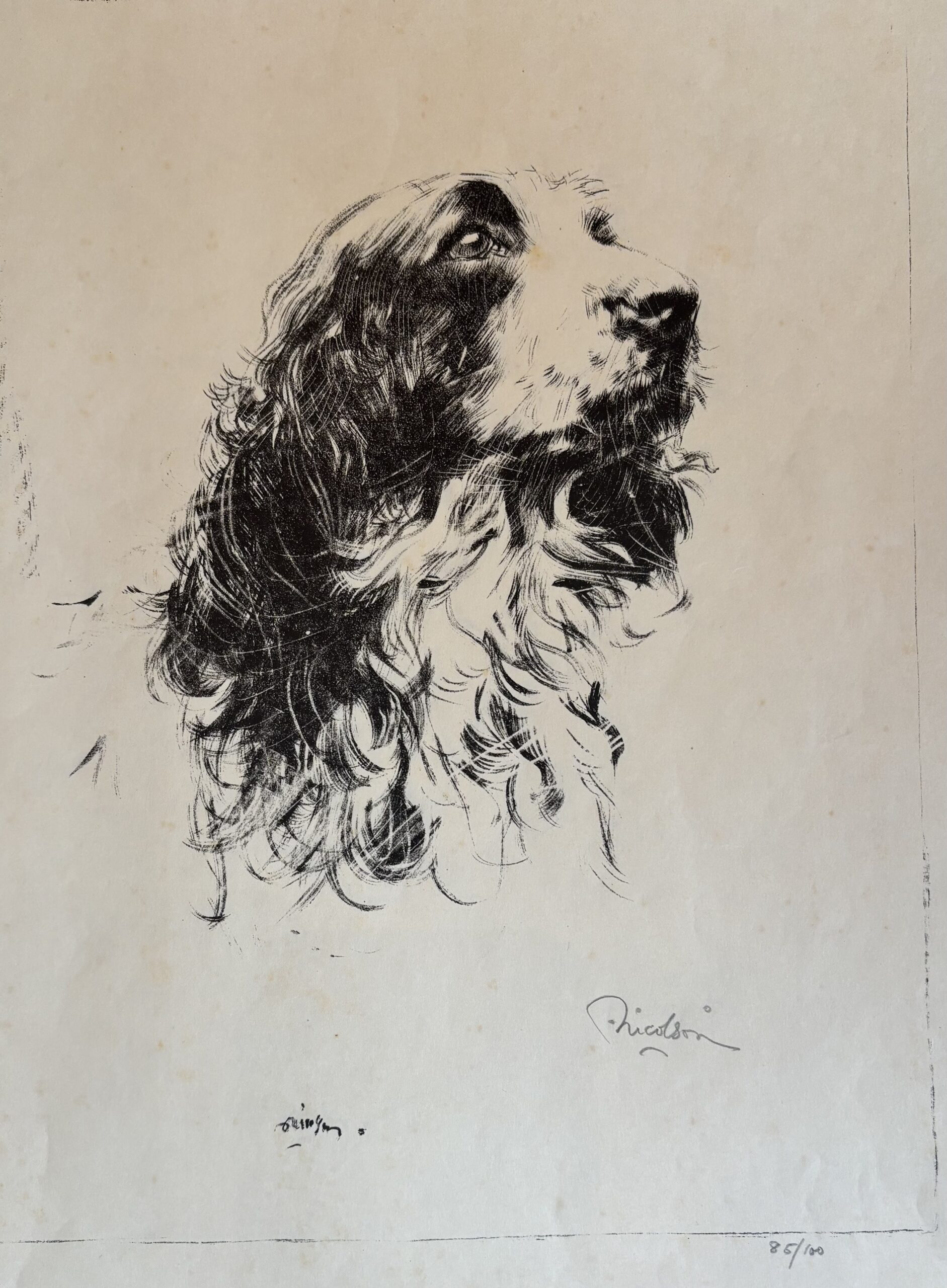 Spaniel Portrait