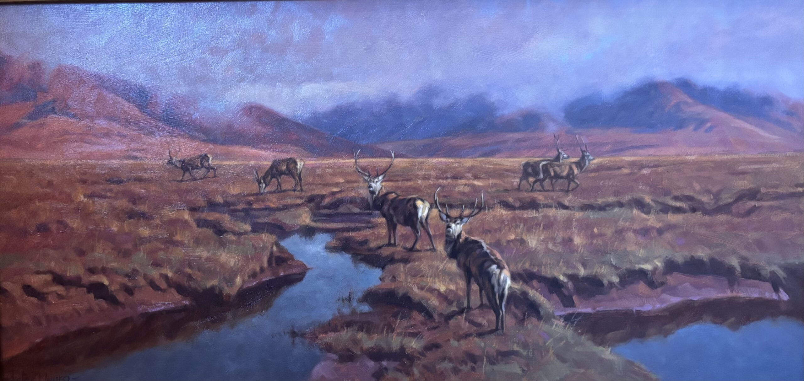 Red Deer in Highland landscape