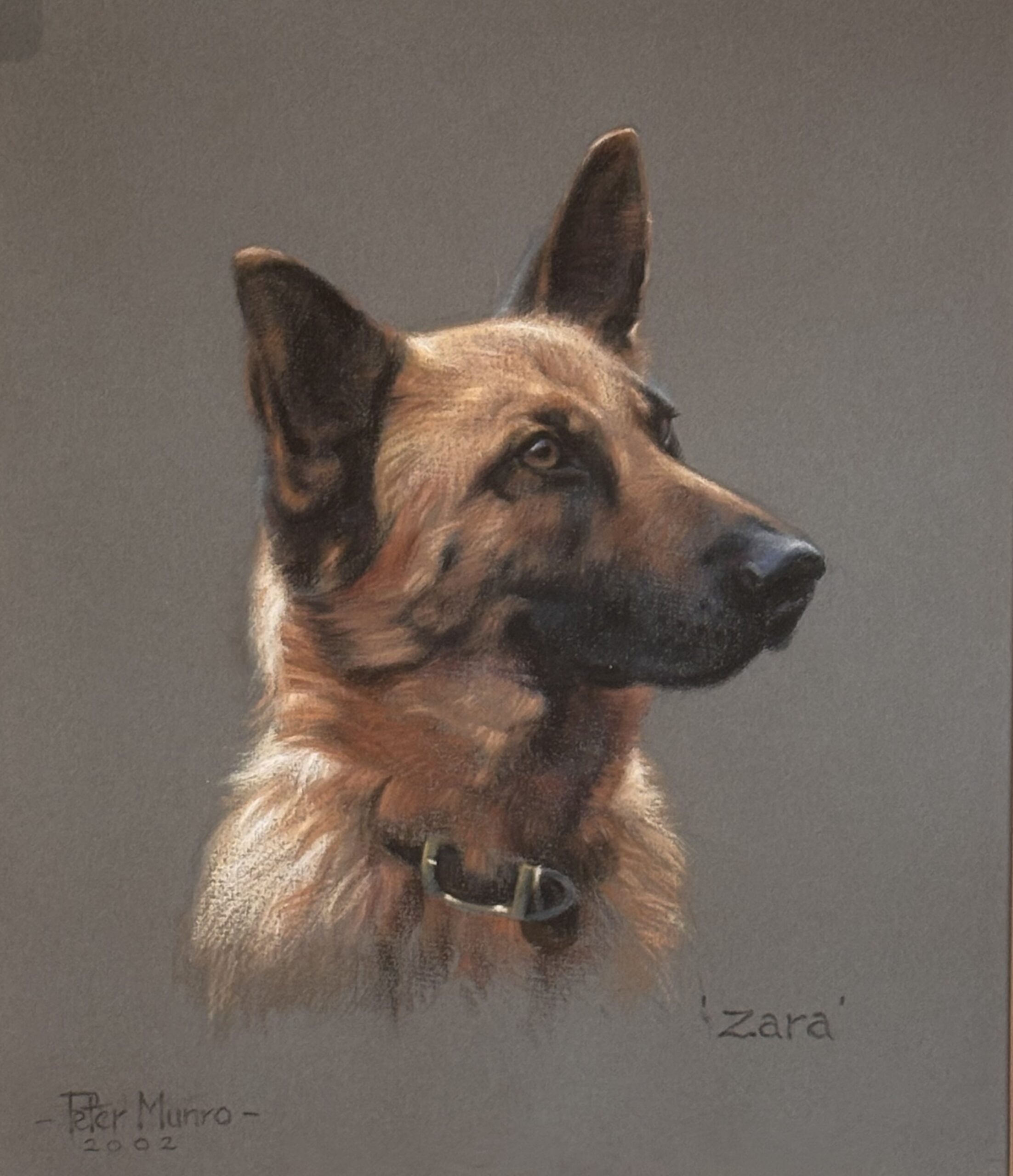 Zara : portrait of an Alsatian dog