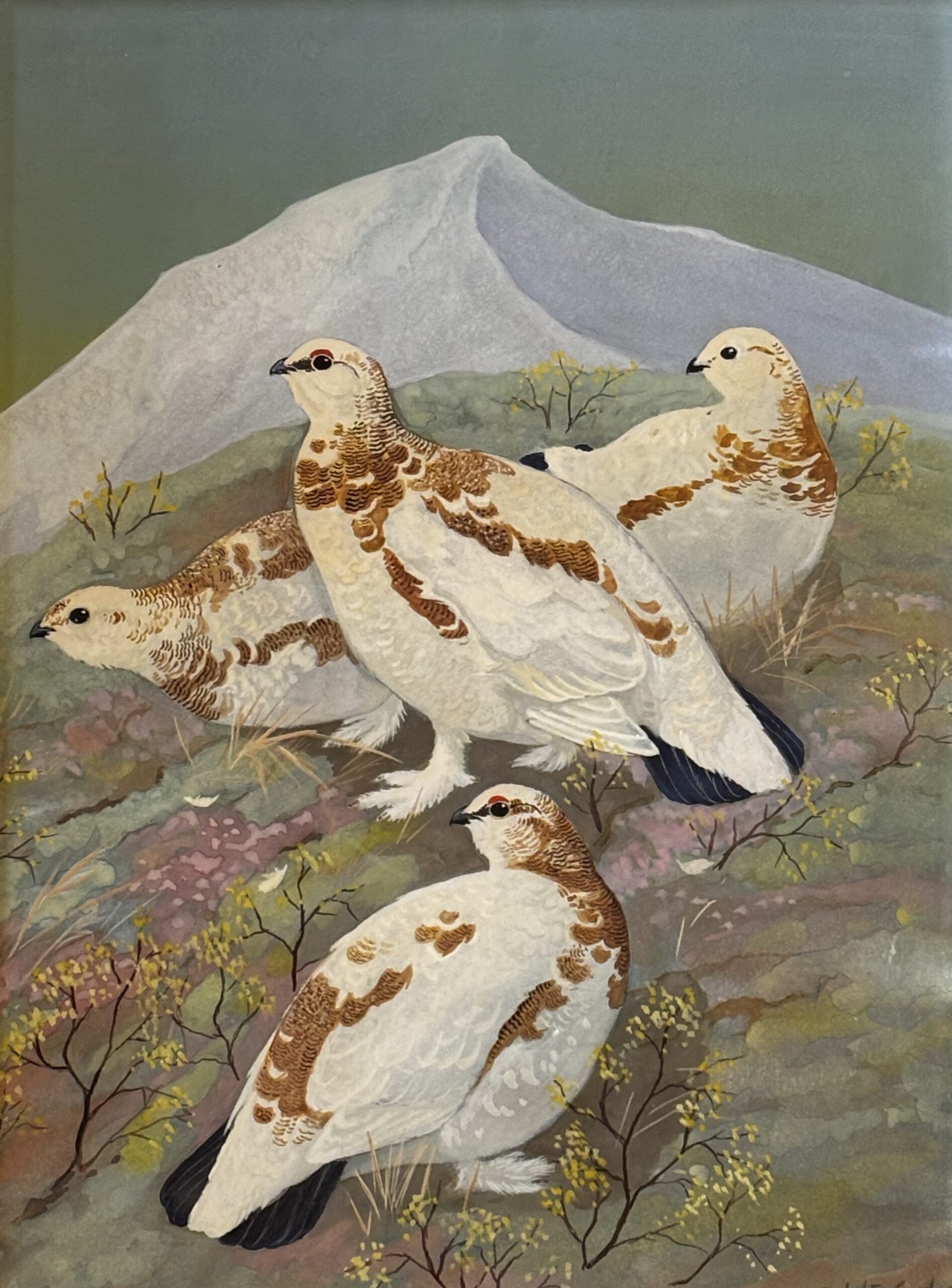 Ptarmigan