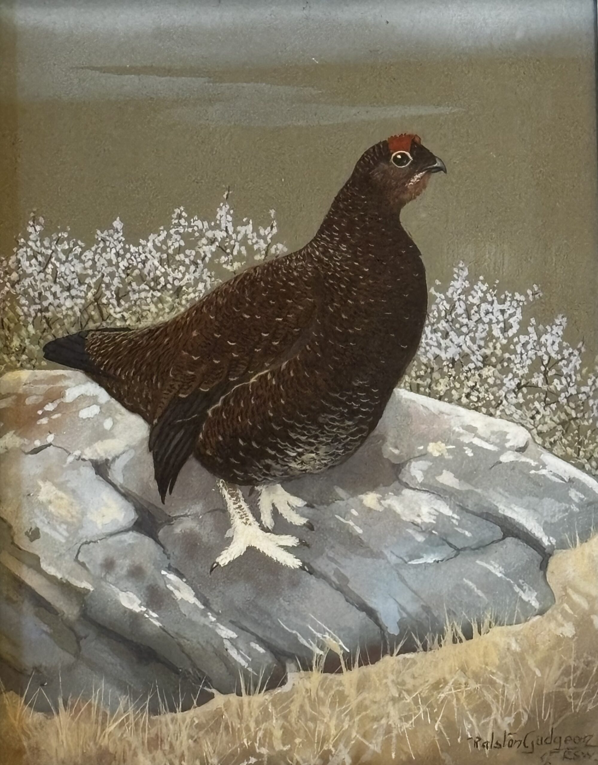 Grouse